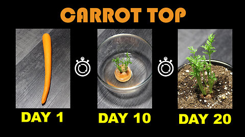 Carrot Top Time lapse in 20 Days