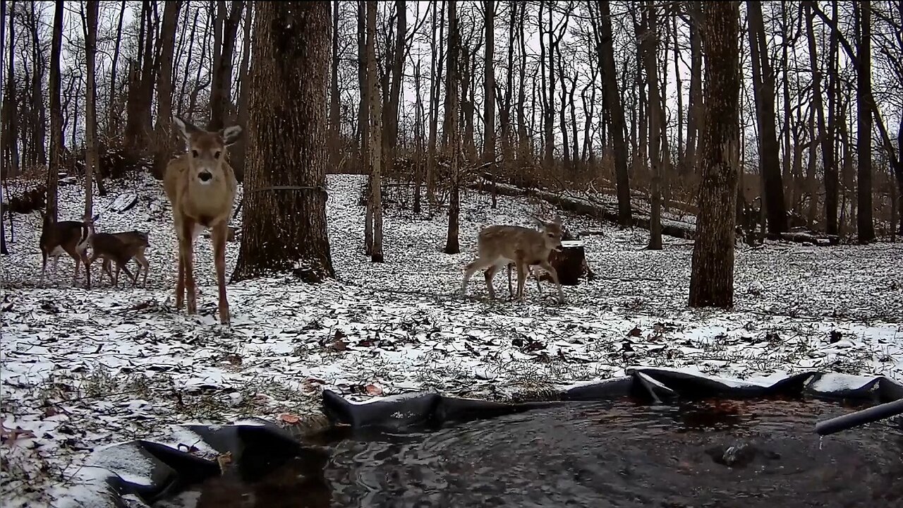 DEER in the HOLE