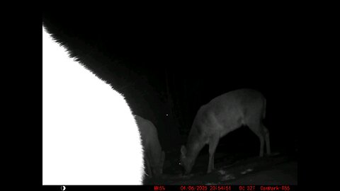 Deer Cam 01-06-2025 Close