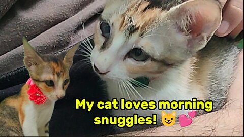 Adorable kitten moments - Early Morning Snuggles! 🥰🐾