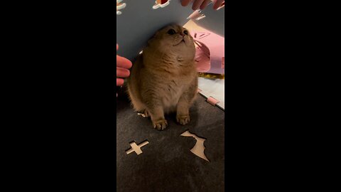 Frightened Cat 🥺😂