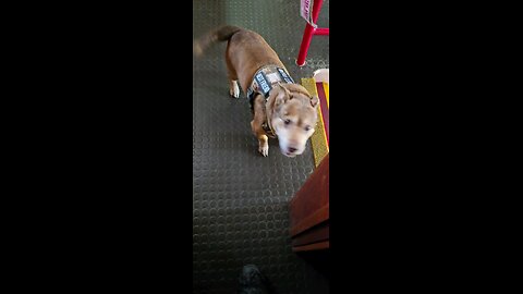 Bran wants a walk