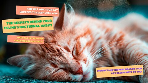 Find out why your cat sleeps with you every night!