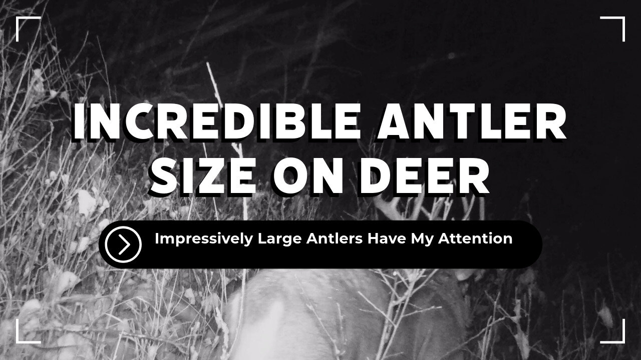 Check Out This Buck!!