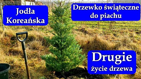 Drugie życie drzewka świątecznego, sadzę Jodłę koreańską