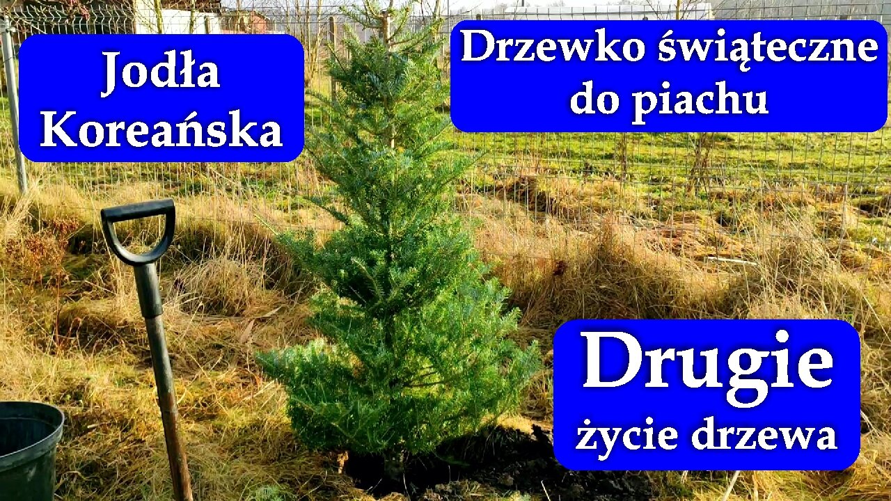 Drugie życie drzewka świątecznego, sadzę Jodłę koreańską