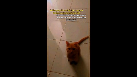 kucing kesayangan