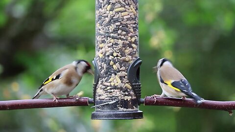 Birds | Nature | Beautiful Birds | relaxing video |