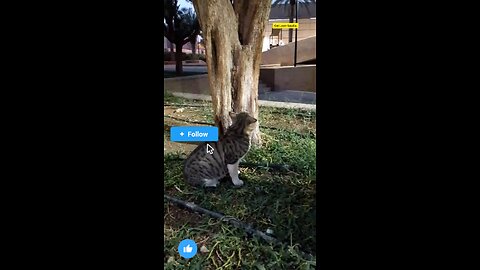 The Cat lover Saudia arbia visit fan