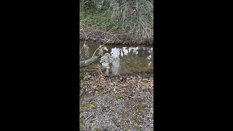 Ducks at the pond