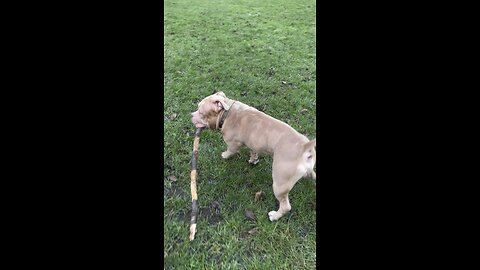 Pocket Bully Draco