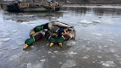 Maine Duck Hunting | Mallard Limit and a BAND