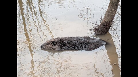 Cinnamon Beaver catch in Arkansas