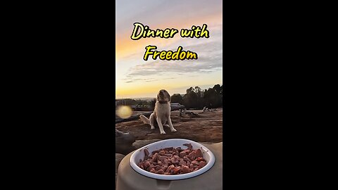 Have Dinner with Freedom the #labradoodle at #sundown in #california