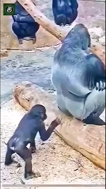 What's that? (Funny Animals)