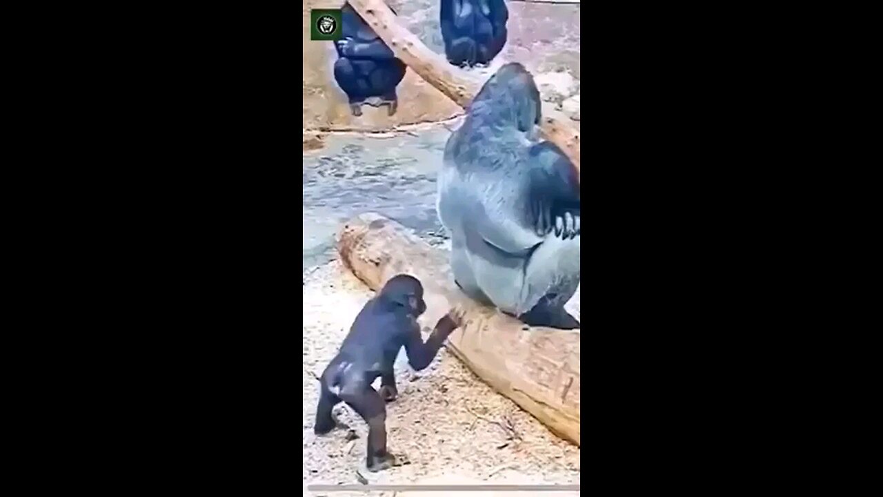 What's that? (Funny Animals)