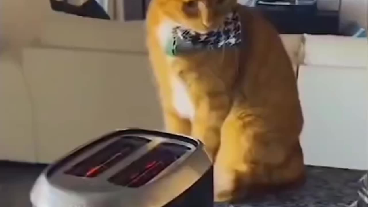 my orange see complitation
