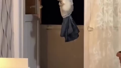 Cats being cats 🤣