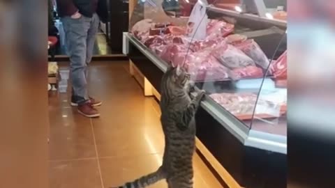 Cat in meat store