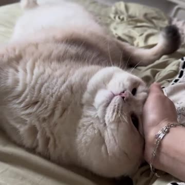 Kitten's Clumsy Incident