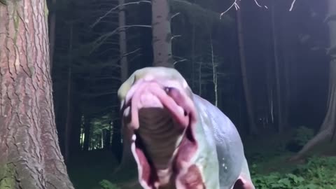 Strange creature seen in the forest