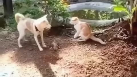 Cat vs Dog 🐶 #funny #cat #funnypet #funnyanimal #dog