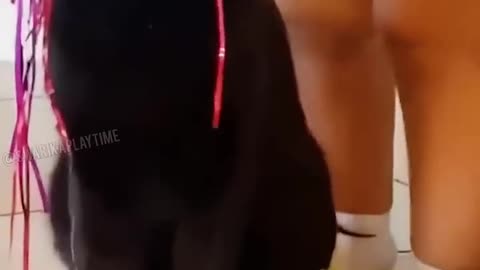 Animals Funny short videos