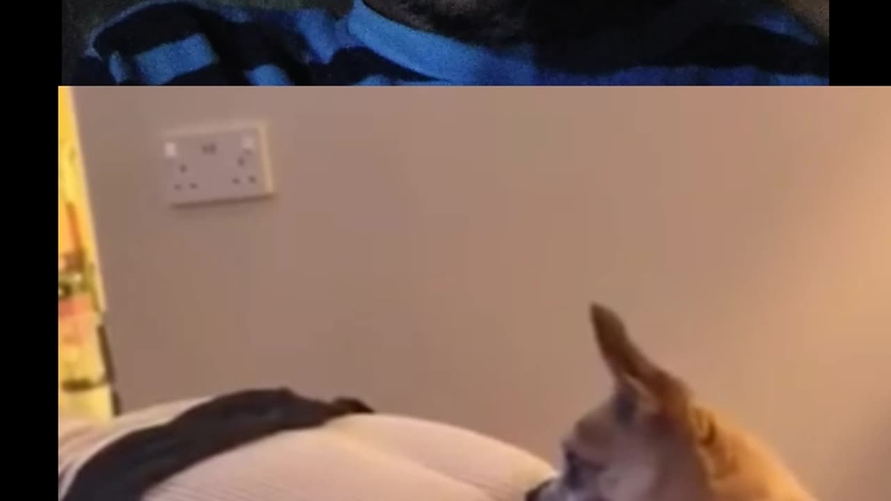 Funny dog reaction on farting 😂😂😂Funny dog reaction on farting 😂😂
