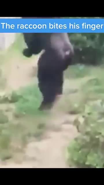 chimpanzee MAD when raccoon bites finger - GoodMeow (360p, h264)