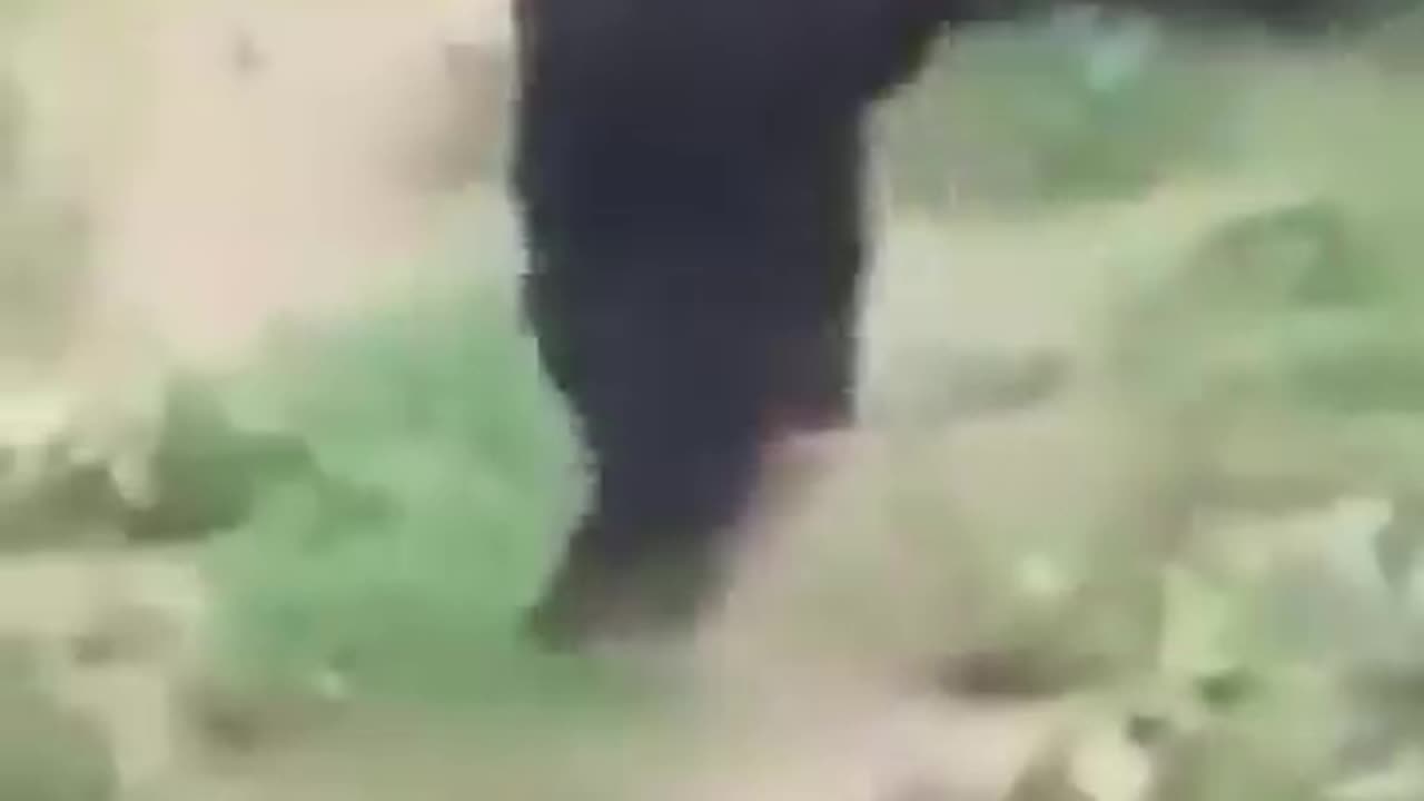 chimpanzee MAD when raccoon bites finger - GoodMeow (360p, h264)