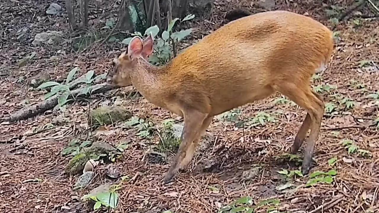 Deer eating wild mushroom in forest