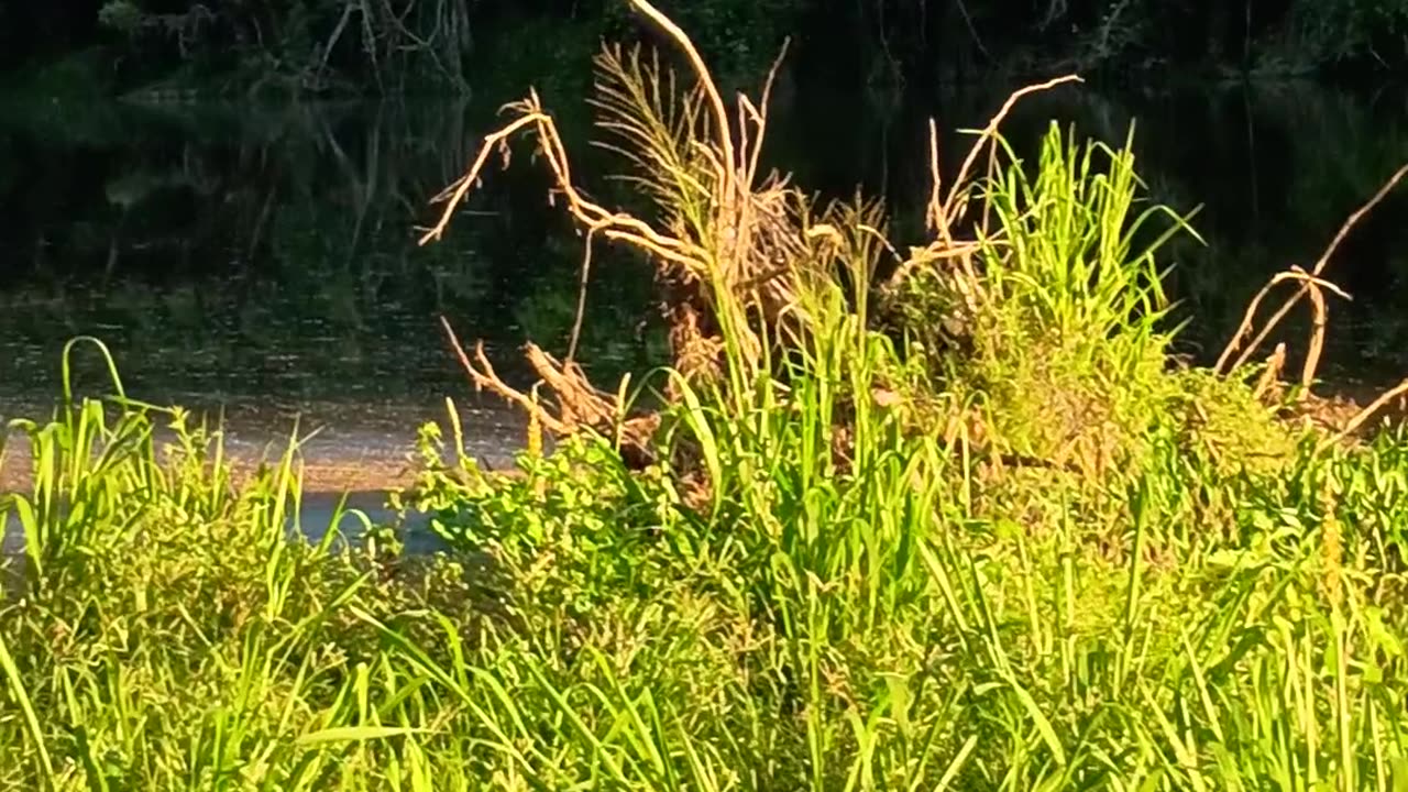 15.1.2025 The Barron River, Kuranda