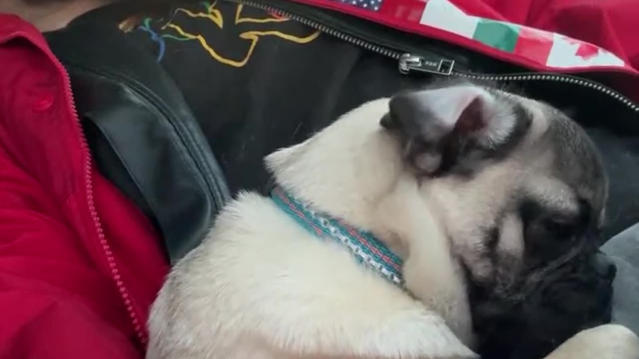 Big Dog Strategies arrive LA