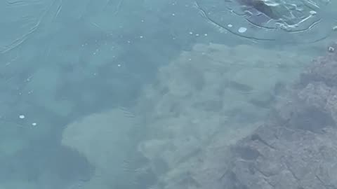 Otter Pops Through Thin Ice