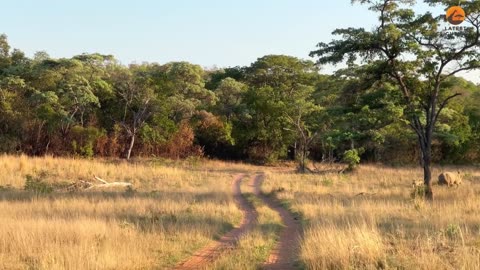 Witness the raw power of nature as a lioness stalks a warthog and her piglets.