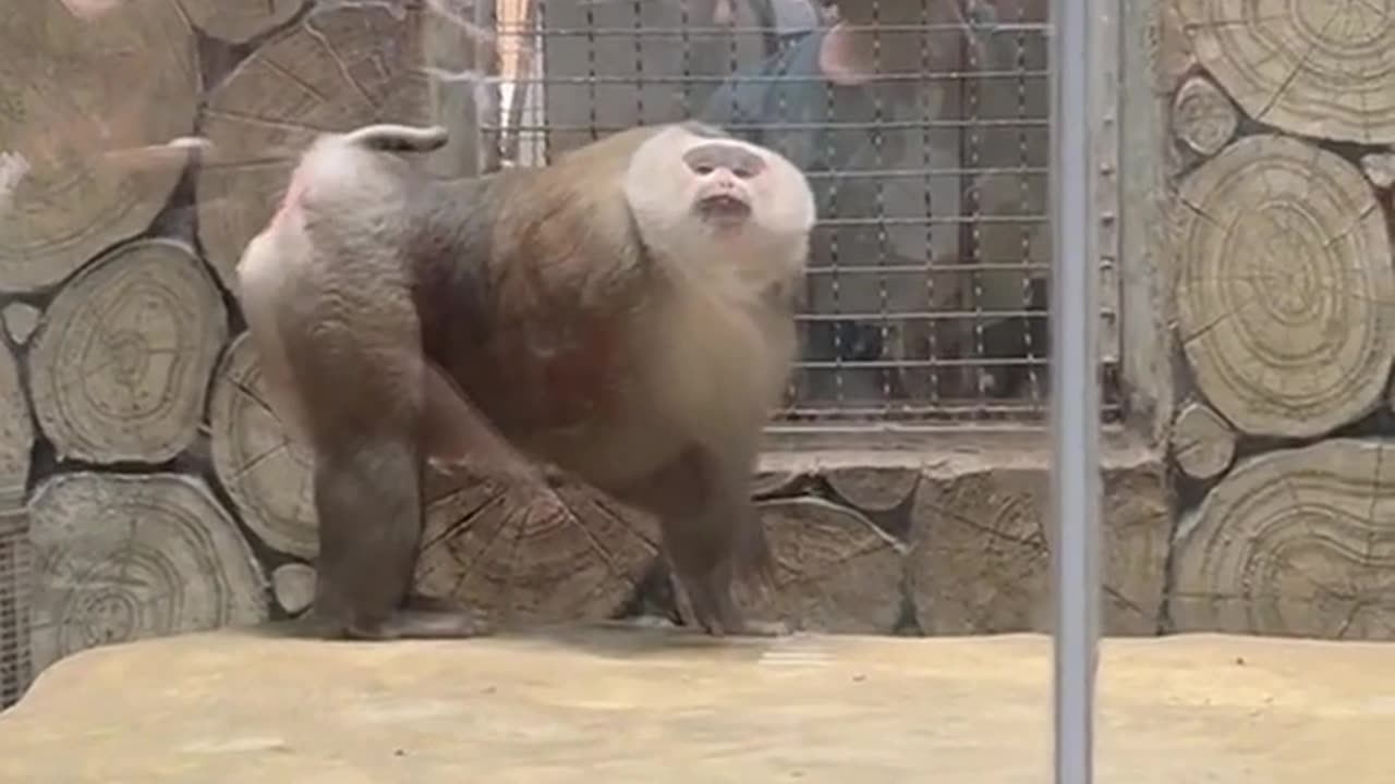Funny monkey