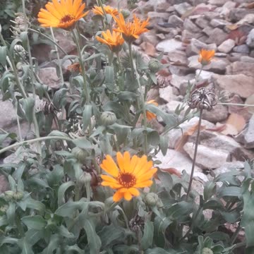 Calendula Bush