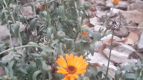 Calendula Bush