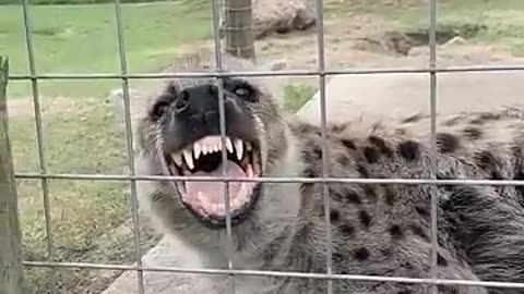 Scarlet the hyena makes a weird noise