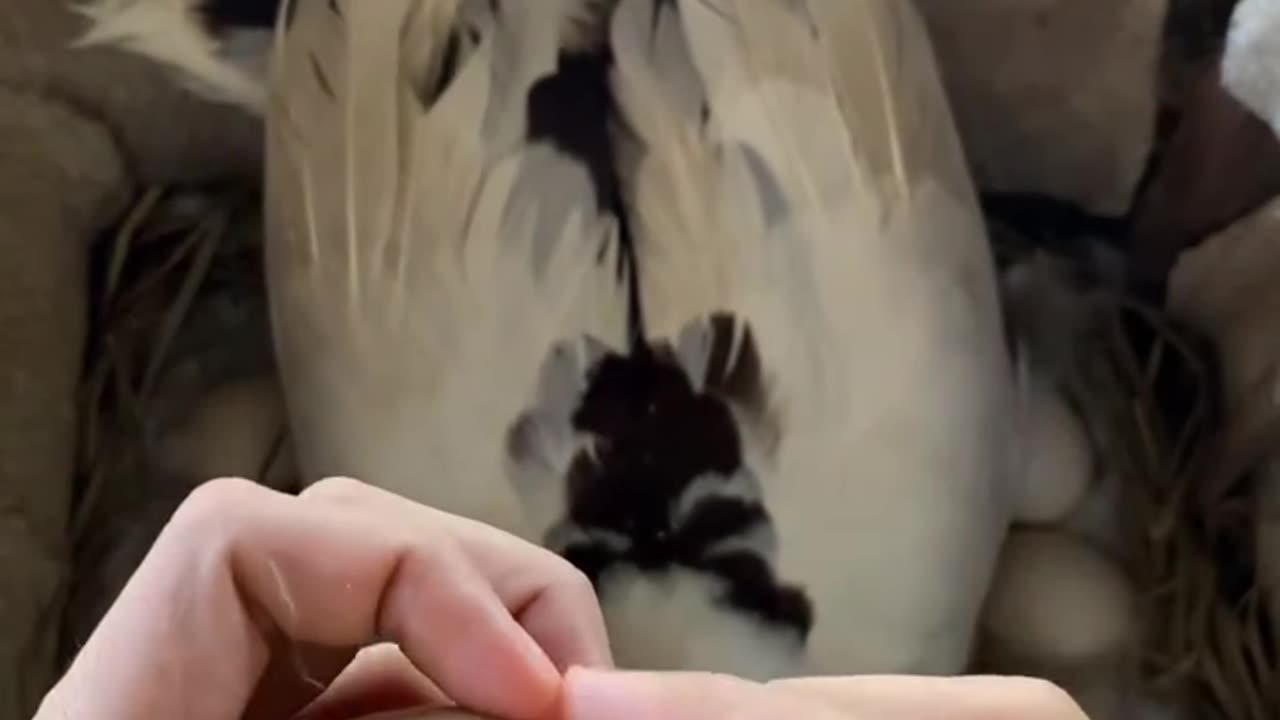 Beautiful Duck Baby comes from Egg