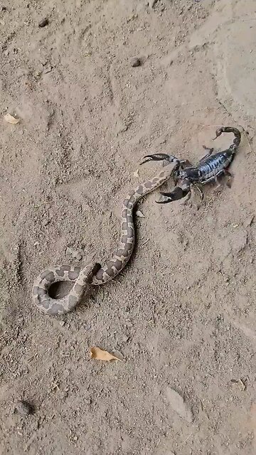 snake and scorpion fite