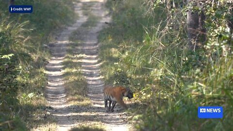 Tiger diplomacy: Why Nepal's government wants to gift wild tigers to other countries