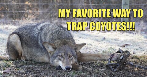 EASIEST WAY TO TRAP COYOTES!!!!