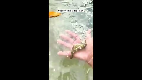 This_family_saved_a_helpless_seahorse_and_nurtured_for_it_until...