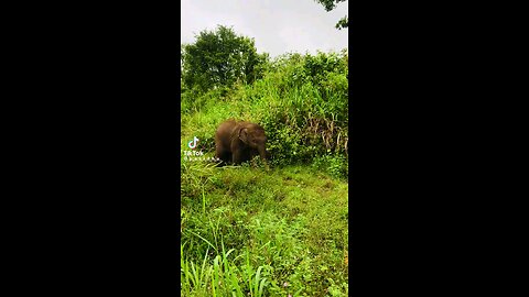 Adorable Baby Elephant in Sri Lanka 🐘💖