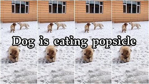 Dog is eating popsicle