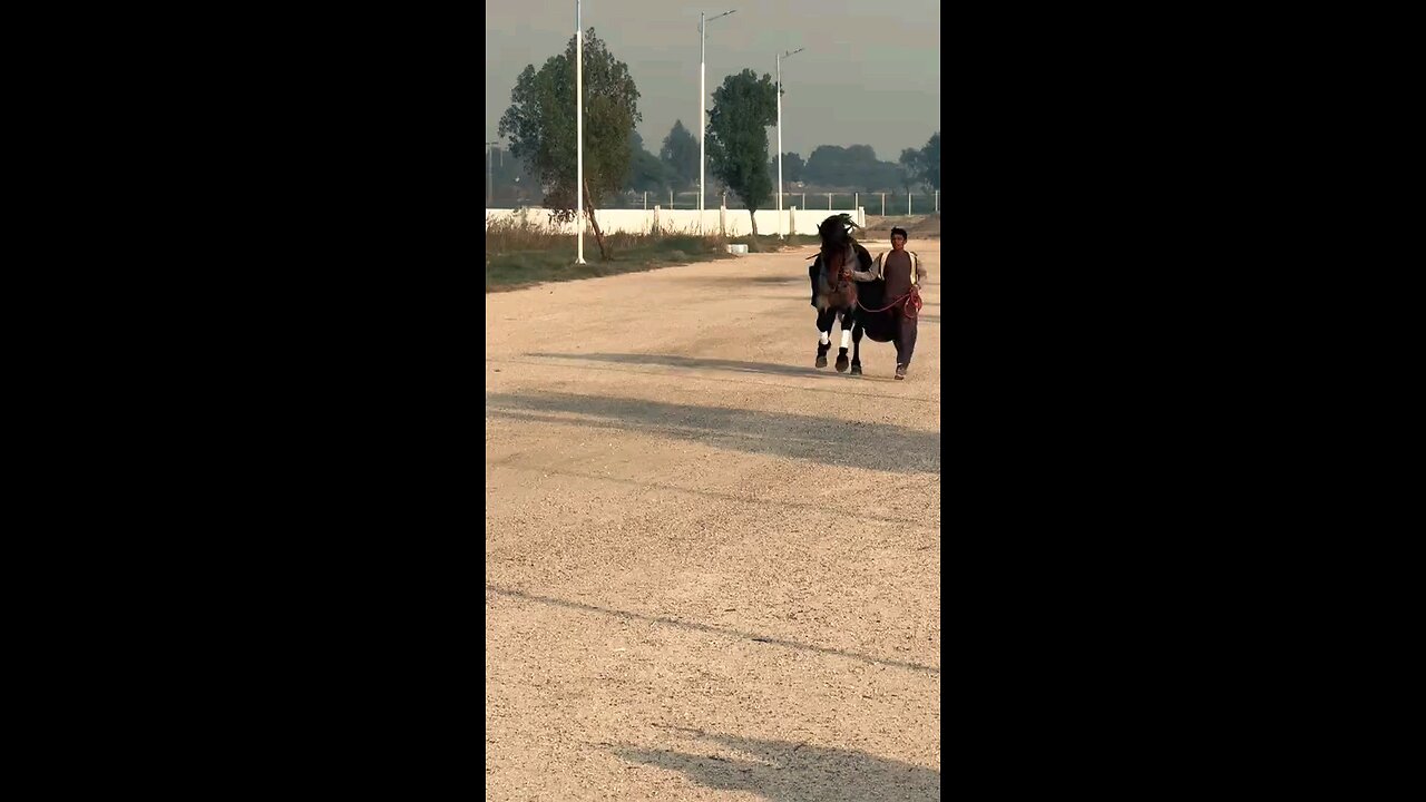 Zuljana