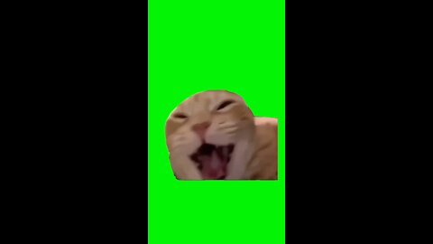 Cat Laughing Meme | Green Screen