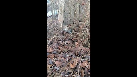 This bobcat scared the shit outta me