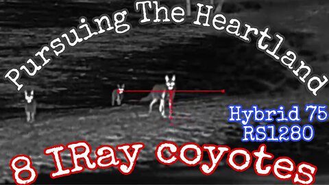Coyote hunting suppressed w/ HD THERMAL.